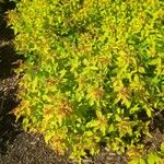 Spiraea japonicaList