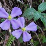 Pilocosta oerstedii Blomst