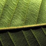 Ecclinusa guianensis Лист