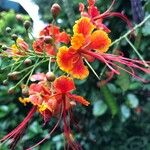 Caesalpinia pulcherrima Fiore