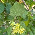 Telosma cordata Flower