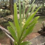 Polystachya odorata Blatt