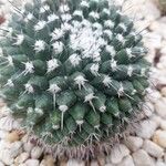 Mammillaria magnimamma Листок