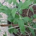 Salvia discolor Feuille