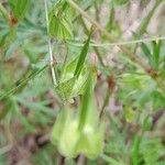 Geranium columbinum Frucht