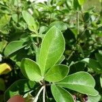 Vitex trifolia Leaf