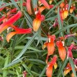 Lobelia laxiflora Virág