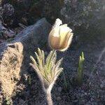 Anemone vernalis Λουλούδι