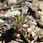 Allium burlewii Λουλούδι
