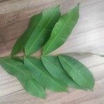 Hylodendron gabunense Hoja
