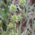 Echinaria capitata Flower