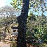 Gmelina arborea Bark
