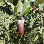 Quercus ilex Fruit