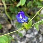 Clitoria ternateaᱵᱟᱦᱟ