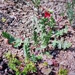 Erodium botrys Hoja