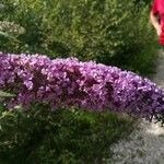 Buddleja davidiiBlomst