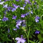 Lobelia erinus Alkat (teljes növény)