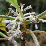 Psychotria poissoniana Flor