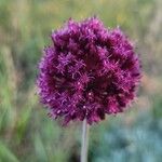 Allium atroviolaceum Flower