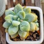 Sedum clavatum 葉