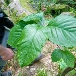 Sorbus mougeotii Hoja