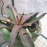 Neoregelia farinosa Fuelha