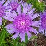 Stokesia laevis 花