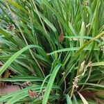 Hemerocallis lilioasphodelus Leaf