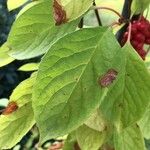 Schisandra chinensis List