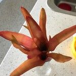 Neoregelia carolinae Листок