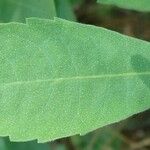 Myrica hartwegii Leaf