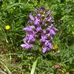 Betonica officinalis Blüte