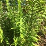 Dryopteris villarii Fulla