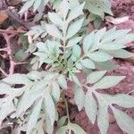 Solanum seaforthianum Leaf