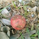 Ficus racemosa Fruit