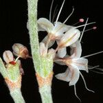 Eriogonum wrightii Blüte