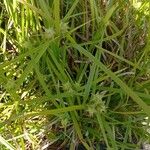 Carex grayi Leaf