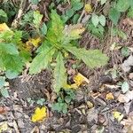 Quercus canariensis Leaf