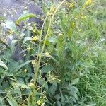 Talinum paniculatum Агульны выгляд