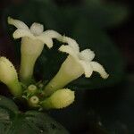 Hymenocoleus libericus Flower