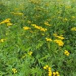 Tanacetum vulgareFleur