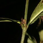 Psychotria psychotriifolia 树皮