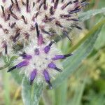 Saussurea alpina Flower