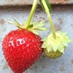 Fragaria × ananassa Meyve