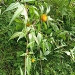 Bidens frondosa Leaf