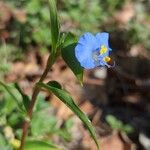 Commelina ensifolia 花