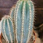 Pilosocereus pachycladus List