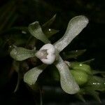 Palmorchis trilobulata Fruto