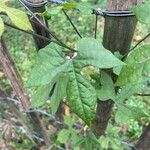Ipomoea lobata Hoja