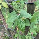 Ipomoea lobata Fulla